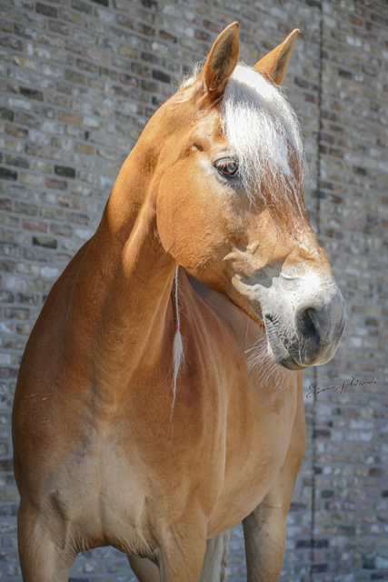 Janneke